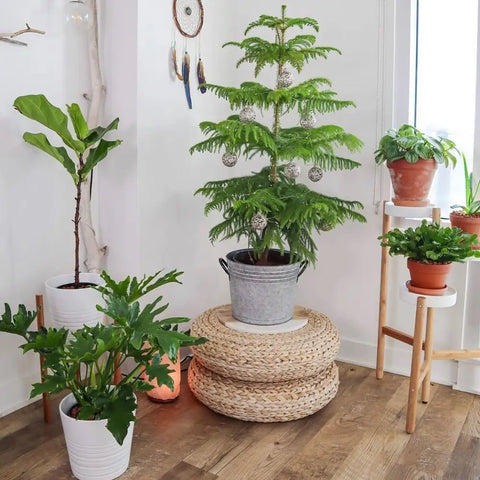 Norfolk island pine.