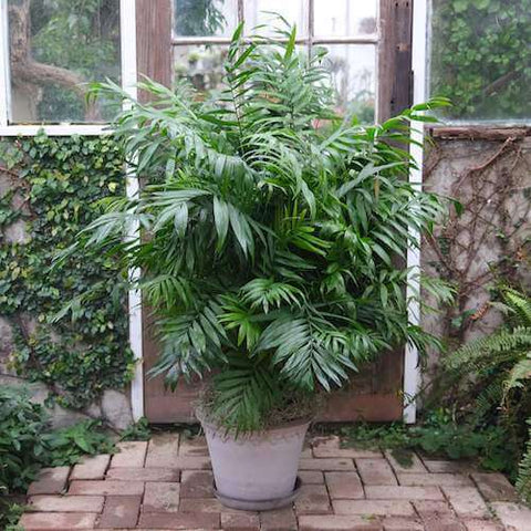 Parlor palm.