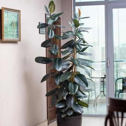 Tall indoor plants - rubber plant.