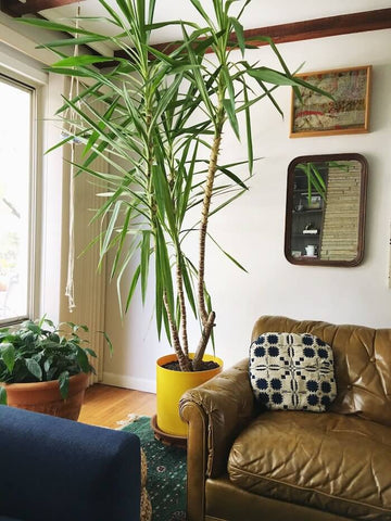 Tall yucca plant.