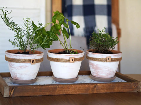 Distressed terracotta pots with herbs.