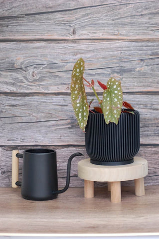 Ionic black indoor planter & wood plant stool.
