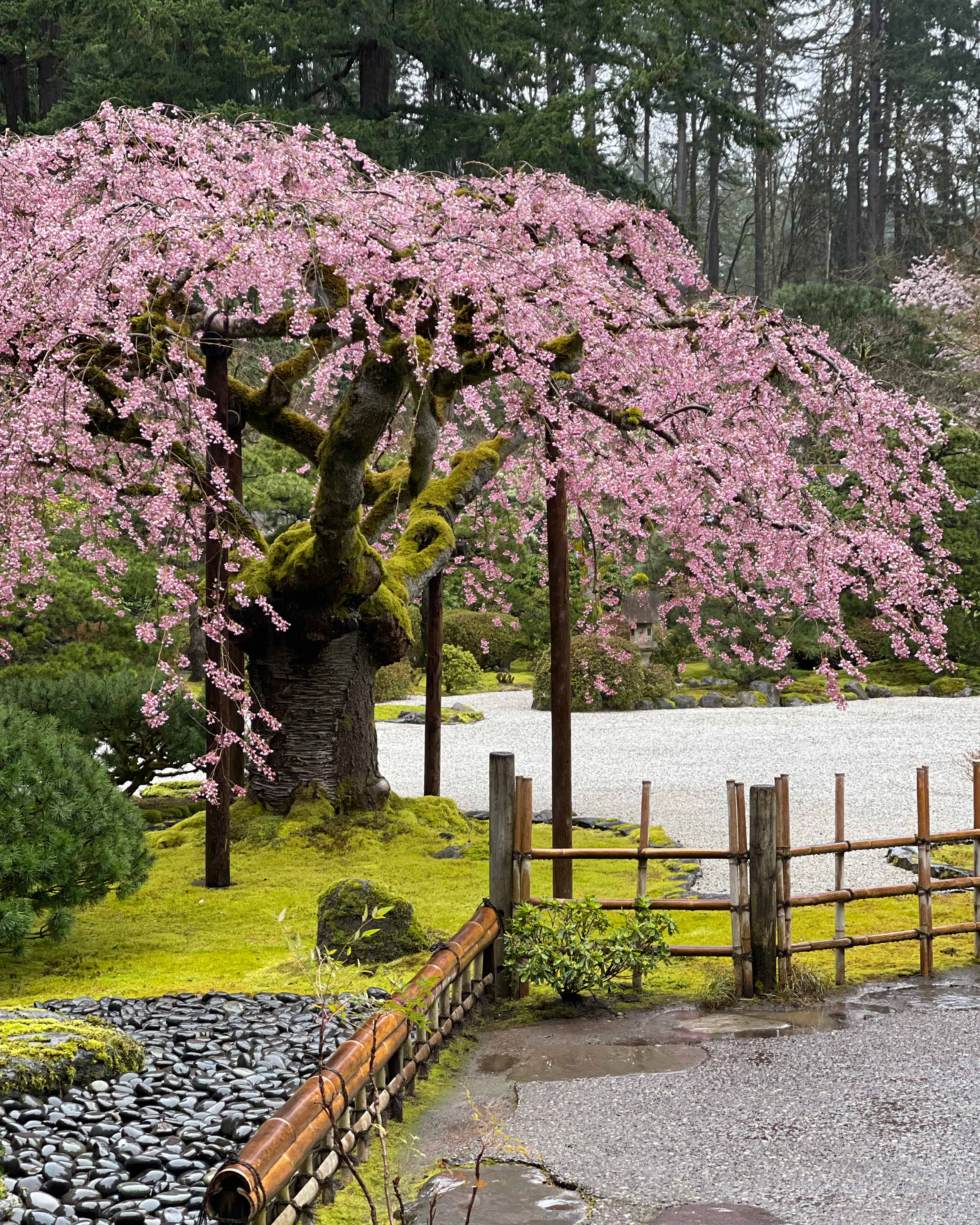 Portland Japanese Garden weeping cherry tree