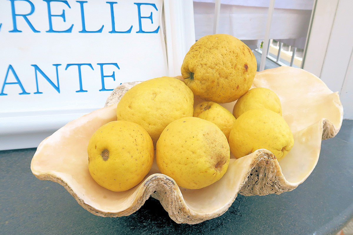 Capri Lemons the size of grapefruits!