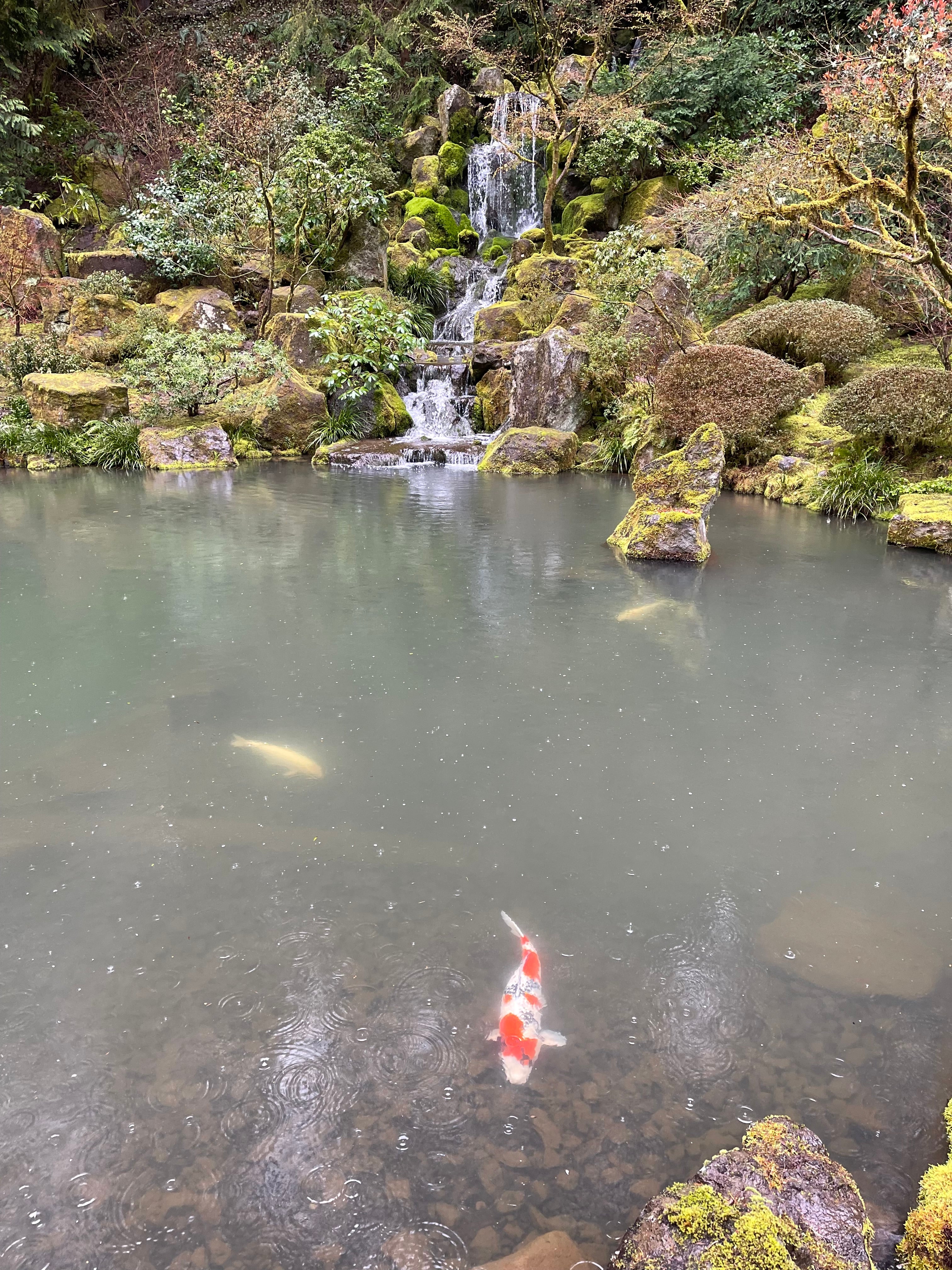 Sleepy Koi at Heavenly Falls