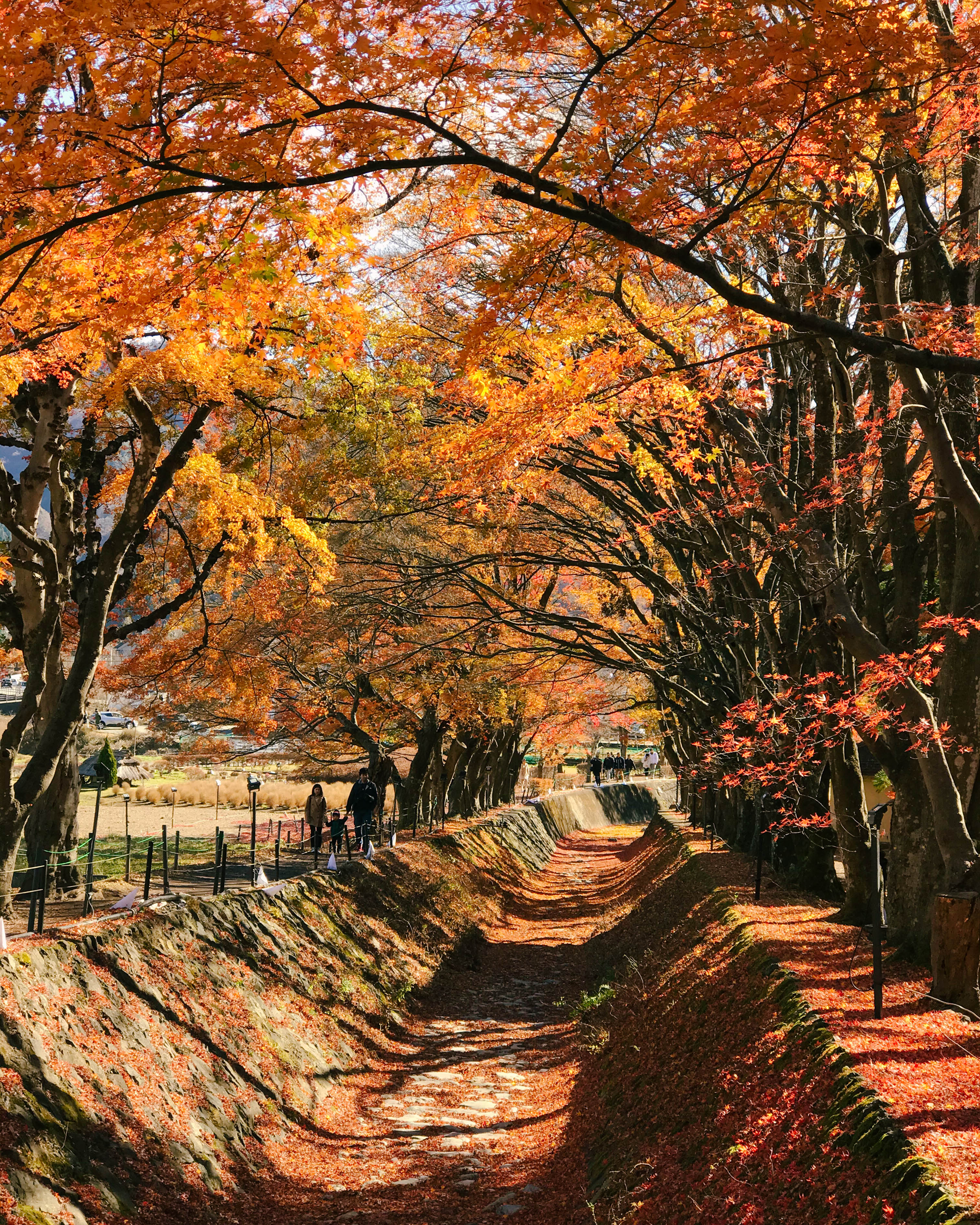 maple corridor