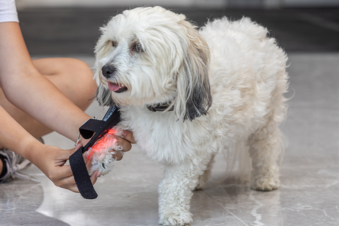 Dog with red light therapy