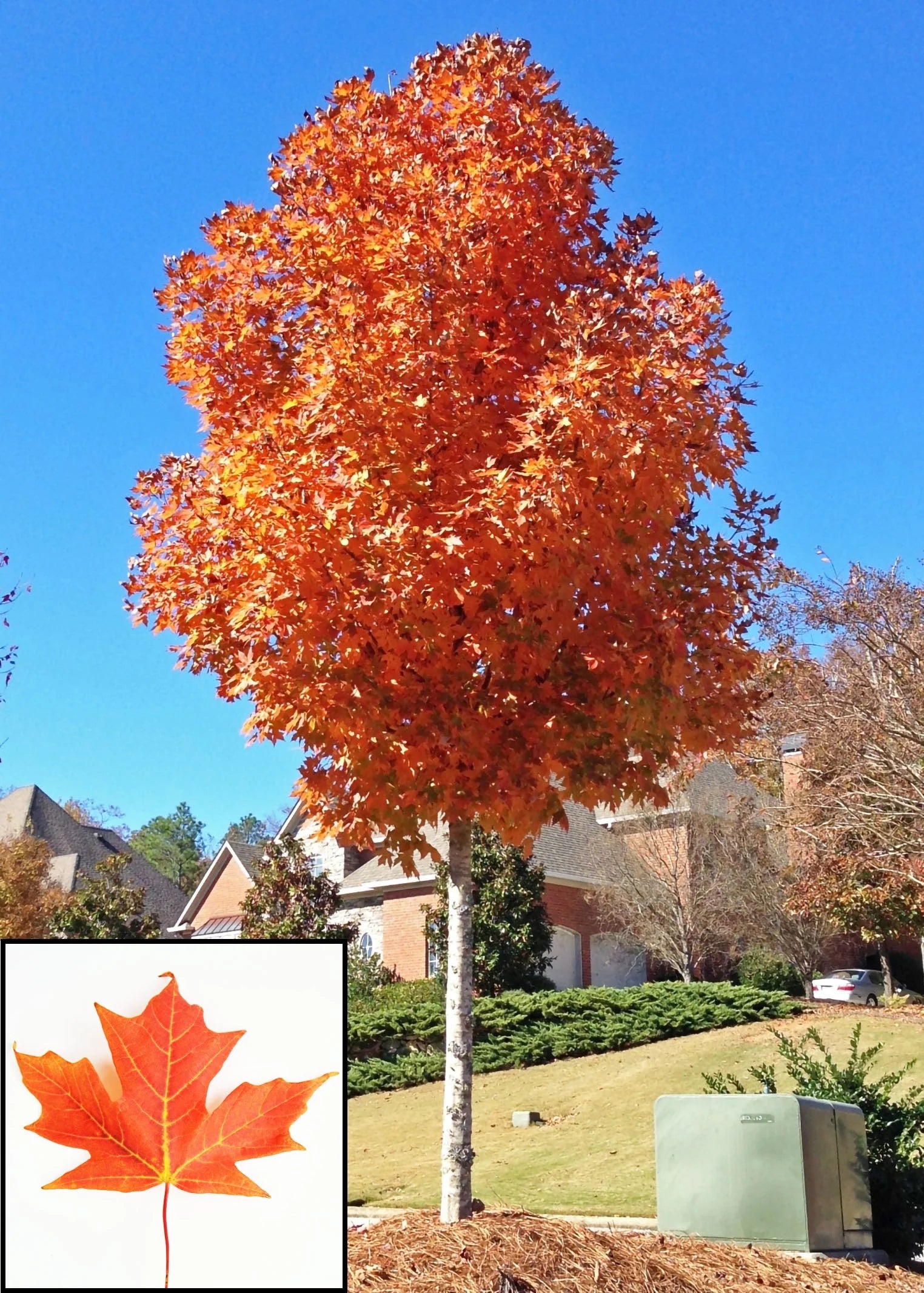 Legacy Sugar Maple