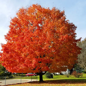 October Glory Red Maple - The Tree Folks