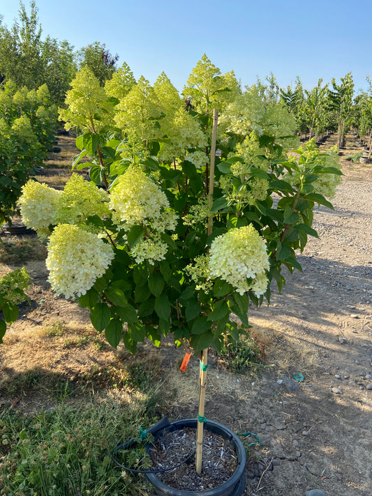 Honeycrisp Apple Tree – The Tree Folks