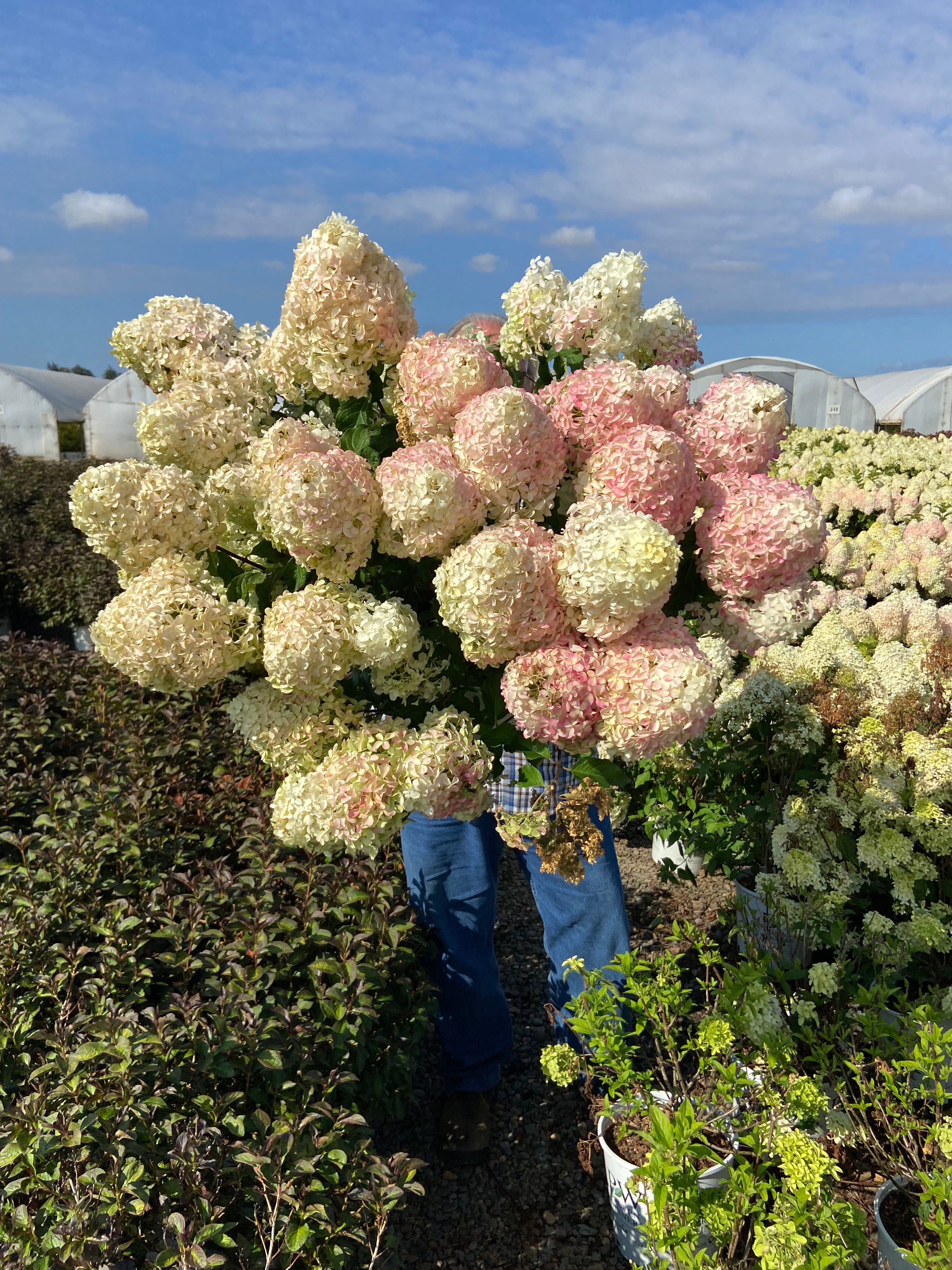 Quick Fire Hydrangea Tree