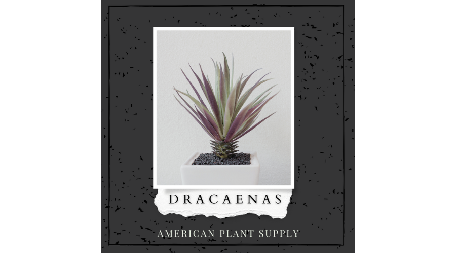 Dracaena Blog Banner