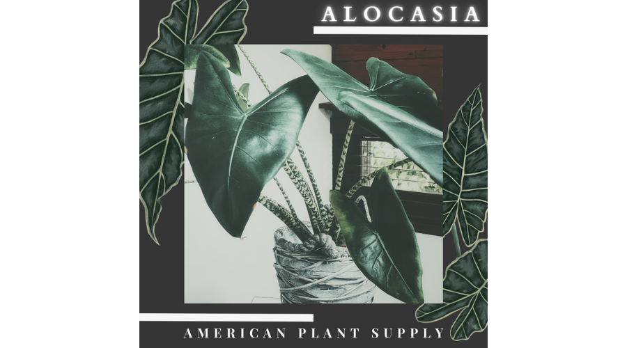 Alocasia Blog Banner