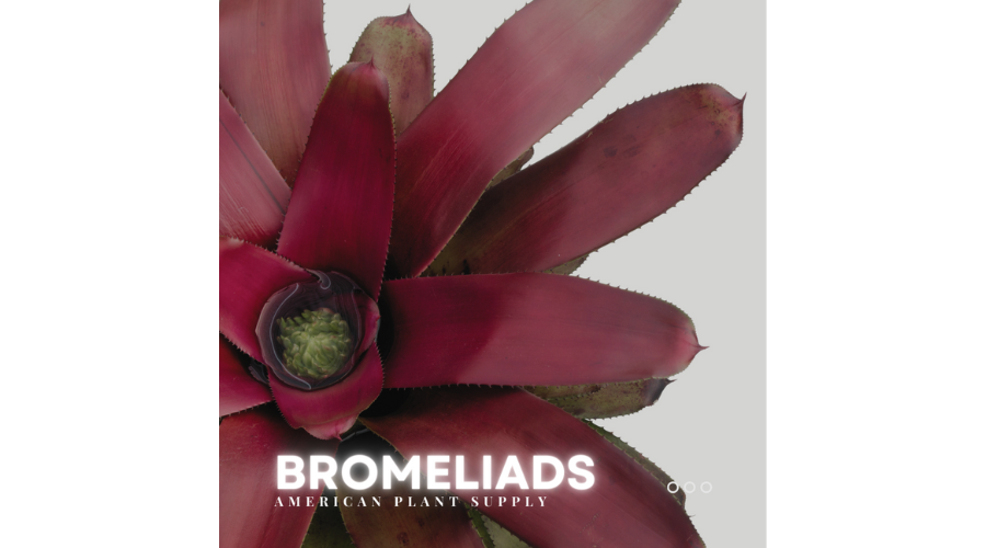 Bromeliads Blog Banner