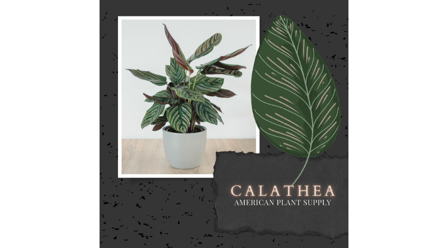Calathea Blog Banner