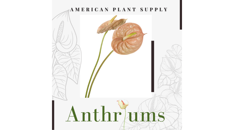 Anthurium Blog Picture