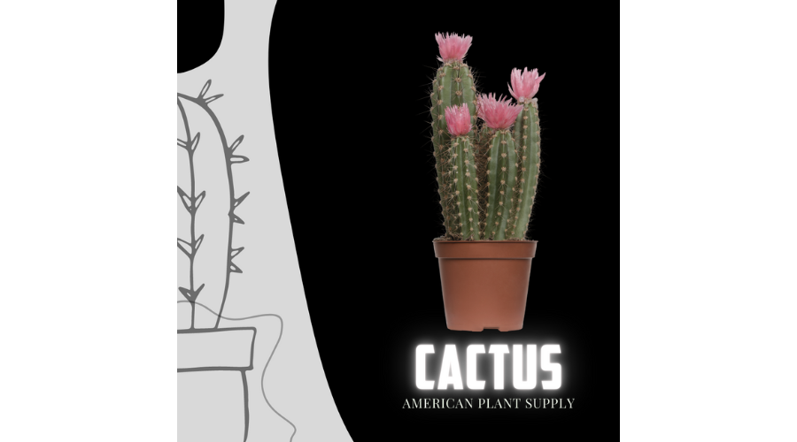 Cactus Blog Banner