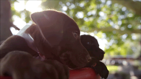 8 Best Gifs Of Labradors Being Labradors World Of Angus 8 Best Gifs Of Labradors Being Labradors World Of Angus