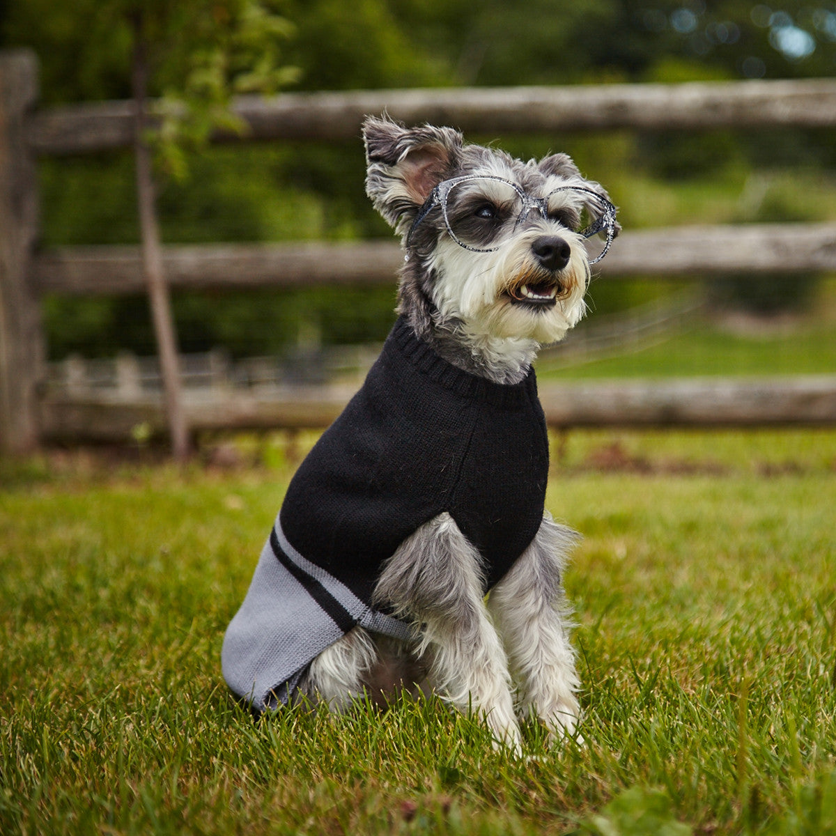 merino wool dog sweater