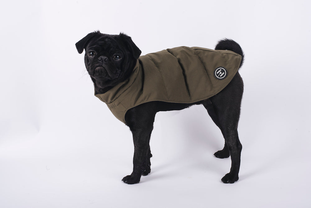 canada goose dog coat