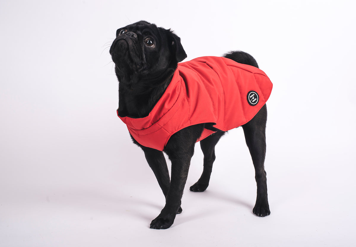 canada goose dog coat