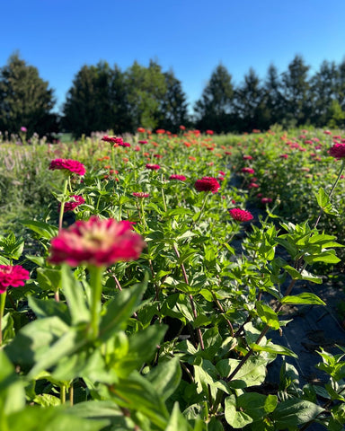 zinnias august flower field