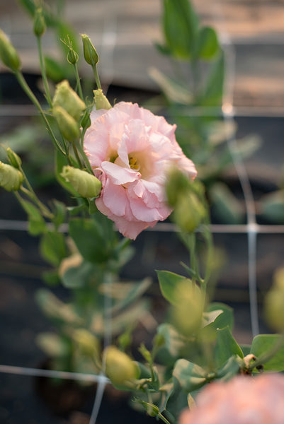 champagne lisianthus