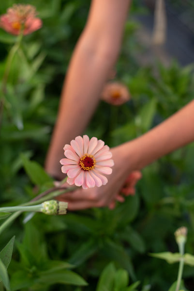 top tools for cut flowers