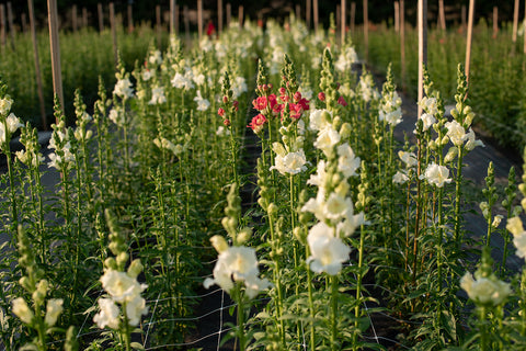 snapdragon flower field