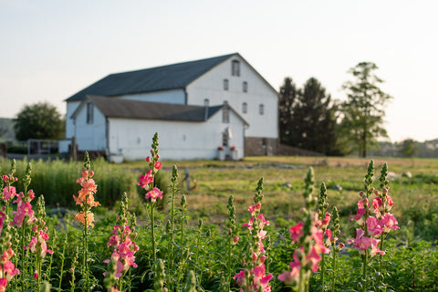 seed starting flower farm