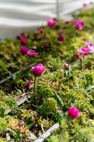 anemone flower bed