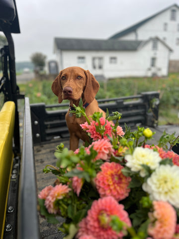 vizsla puppy flower farm