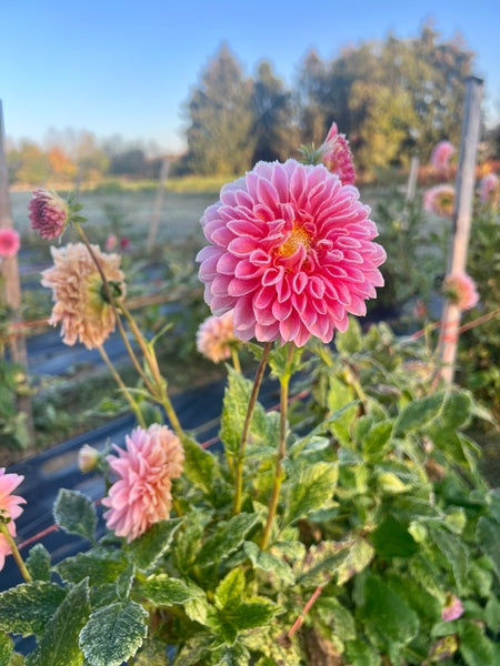 dahlia field first frost