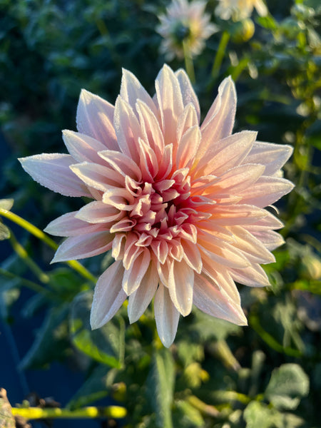 frost on cafe au lait dahlia