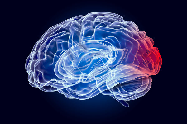 A photo of a brain indicating concussion and CTE in Martial Arts and Combat Sports