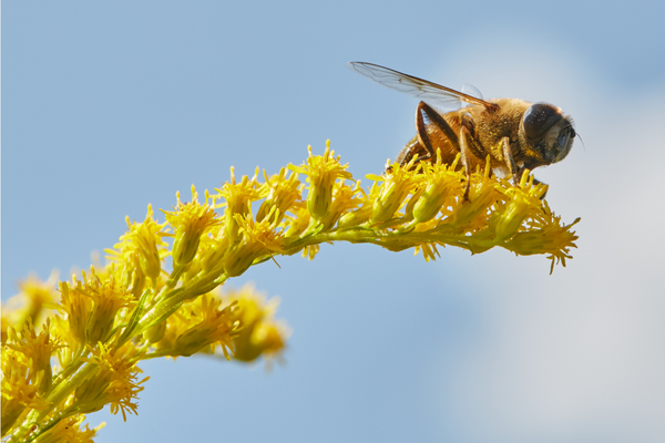 Bee sitting on a golden rod flower.