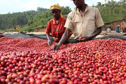 Coffee farmers in Burundi