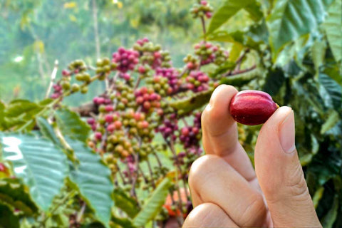 Coffee farmer holding coffee cherry