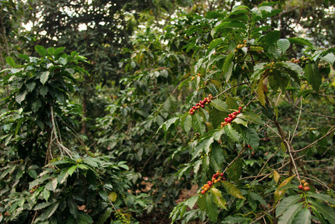 Coffee tress in Guatemala