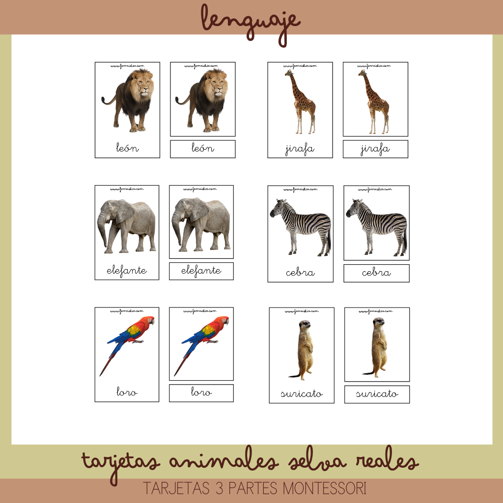 Tarjetas 3 partes Montessori: Animales de la selva reales – femais