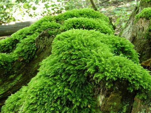 Moss collection Select 15 to 45 species of moss with Phytosanitary  certification and Passport, grown by moss supplier