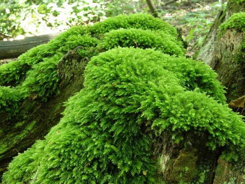 Living Sphagnum flexuosum Terrarium moss, with Phytosanitary