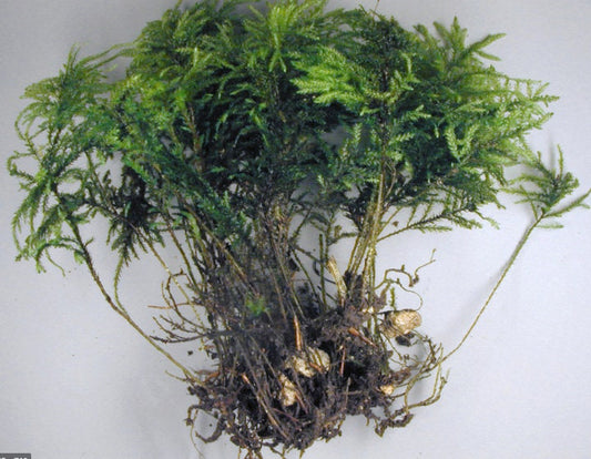 Terrarium moss Climacium dendroides, Palm Tree moss with Phytosanitary  certification and Passport, grown by moss supplier
