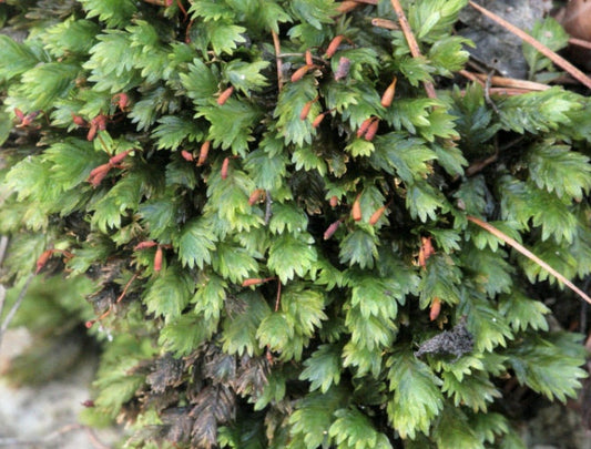 Living Sphagnum flexuosum Terrarium moss, with Phytosanitary