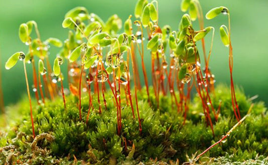 Twisted Moss Syntrichia Ruralis Terrarium Moss Ground Cover 