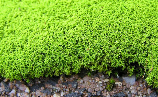 Moss collection Select 15 to 45 species of moss with Phytosanitary