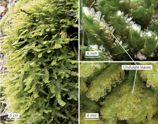 Terrarium moss Barbula unguiculata, with Phytosanitary certification and  Passport, grown by moss supplier