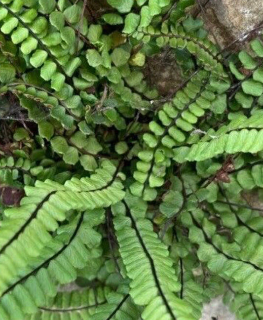 Living Sphagnum flexuosum Terrarium moss, with Phytosanitary certification  and Passport, grown by moss supplier