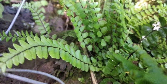 Living Sphagnum flexuosum Terrarium moss, with Phytosanitary certification  and Passport, grown by moss supplier