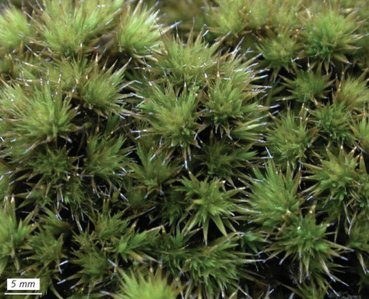 Pillow moss – Pincushion moss - Mossfactory